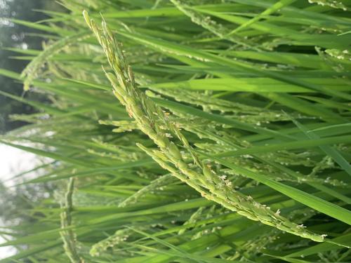 6f1e3ff226a5bc5bc2a01a1b94ca454