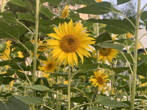 a51359a3ad37243d20dea5da76712b6