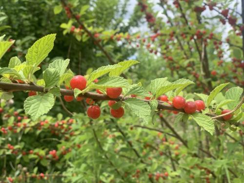 c1be1d9cf4f372278c96d75e79644b7